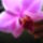 Lepke_orchidea_4-002_1445874_5175_t