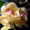 Lepke Orchidea 6