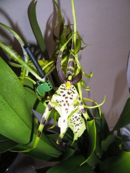 Orchideák 1; Brassia hibrid
