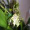 Orchideák 1; Brassia hibrid
