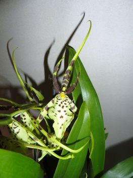 Orchideák 2; Brassia hibrid