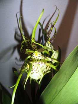 Orchideák 3; Brassia hibrid