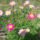 Szines_margareta_2_1445239_3909_t