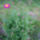 Szines_margareta_4_1445241_6007_t