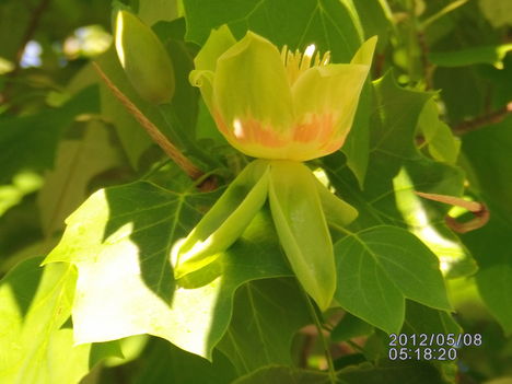 Tulipánfa virága (2)