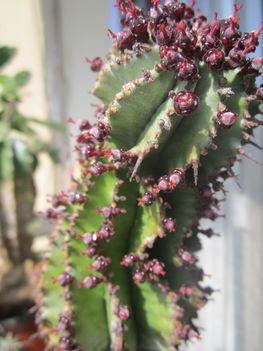 kaktusz 