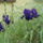 Kerti_viragok_4-017_1446159_4084_t