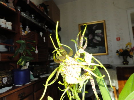 Orchideák 1