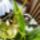 Orchideak_11_1446207_1228_t