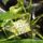 Orchideak_12_1446208_4391_t