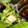 Orchideak_13_1446209_1247_t