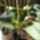 Orchideak_14_1446210_2160_t