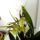 Orchideak_16_1446212_3253_t