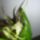 Orchideak_17_1446213_5426_t