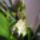 Orchideak_18_1446214_8251_t