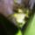 Orchideak_19_1446215_2439_t