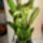 Orchideak_2_1446198_7091_t