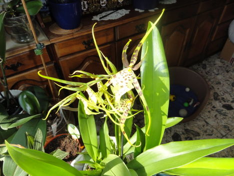 Orchideák 2, Brassia hibrid Orchidea