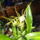 Orchideak_2_brassia_hibrid_orchidea_1446190_6805_t