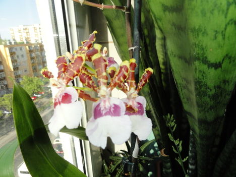 Orchideák 3; Cambria