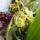 Orchideak_7_1446203_7678_t