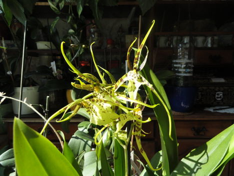 Orchideák 7; Brassia  Rex