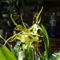 Orchideák 7; Brassia  Rex