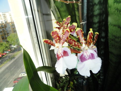 Orchideák 8; Cambria  Oncidium Jungle Monarc