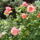 Banfalvi_viragok-001_1447944_2579_t