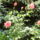 Banfalvi_viragok-003_1447942_2658_t