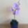 Lila_orchidea-001_1447151_1863_t