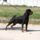 Rottweiler_1447112_2476_t