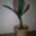 Virag_1447770_7903_t
