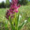 Dactylorhiza sambucina-Bodzaszagu ujjaskosbor