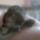 Furdunk_1448744_9036_t