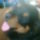 Hektor_rottweiler_1448745_3763_t