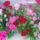 Majus_4_1448246_6784_t