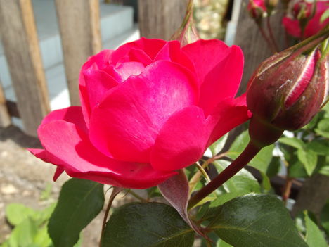Park rózsa