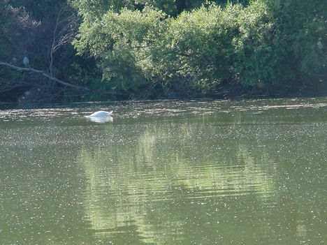 Szigetközi kirándulás 18