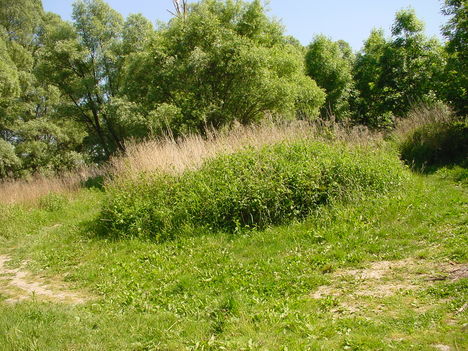 Szigetközi kirándulás 21