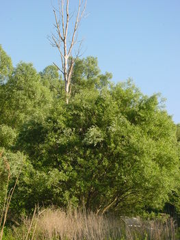 Szigetközi kirándulás 5