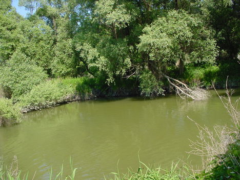Szigetközi kirándulás 6