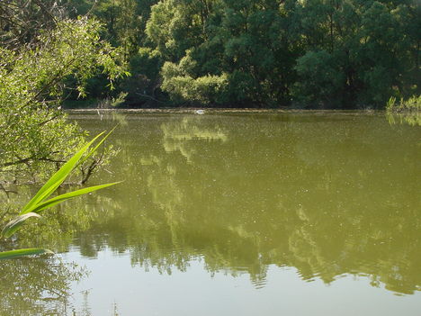 Szigetközi kirándulás 8