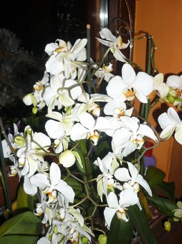 a fehér orchidea ( 1 szálon 48 virág )