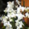 a fehér orchidea ( 1 szálon 48 virág )