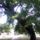 Alvo_oregfa_2_1449170_3557_t