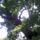 Alvo_oregfa_3_1449171_6017_t