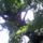 Alvo_oregfa_4_1449172_9213_t