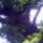 Alvo_oregfa_5_1449173_5279_t