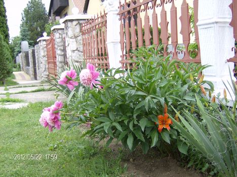 Bazsarózsa és tűz liliom.